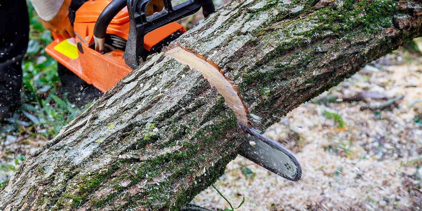 in-the-aftermath-of-a-hurricane-a-tree-fell_sm